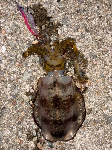 アオリイカの釣果