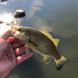 スモールマウスバス