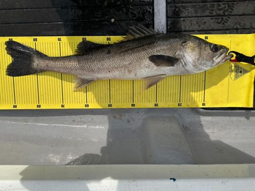 シーバスの釣果