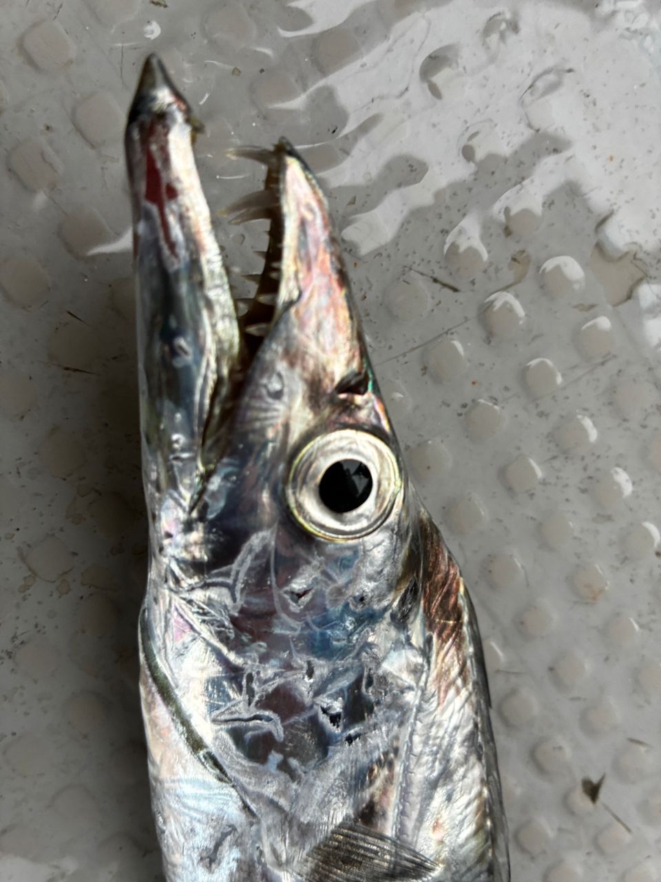 ろむさんさんの釣果 1枚目の画像