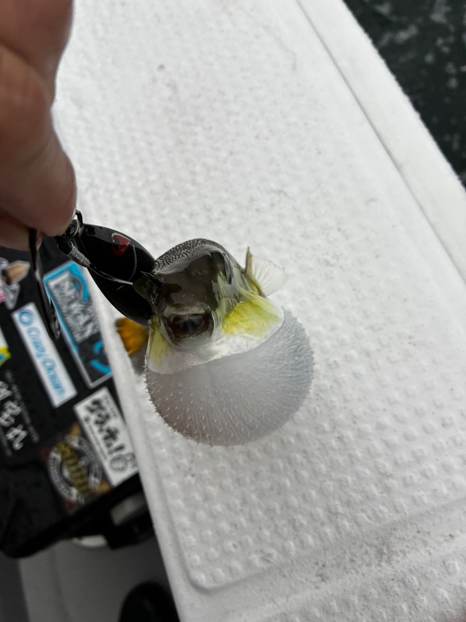 ろむさんさんの釣果 2枚目の画像