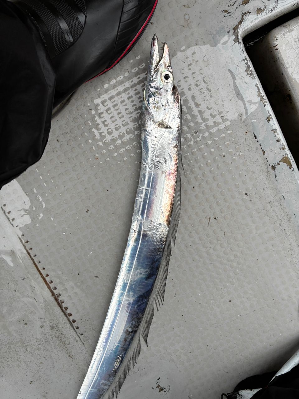 ろむさんさんの釣果 3枚目の画像