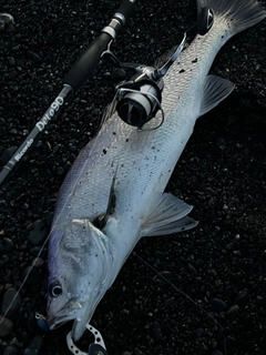 オオニベの釣果