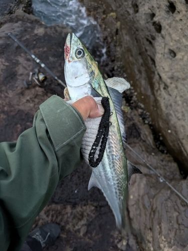 サゴシの釣果