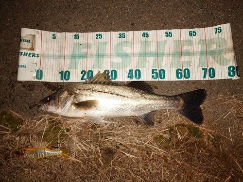 シーバスの釣果