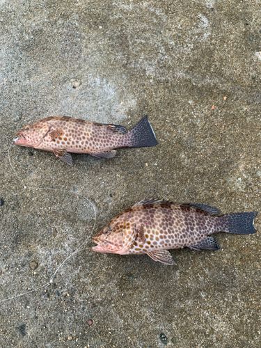 オオモンハタの釣果