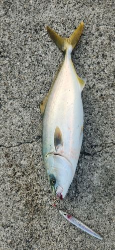 ヤズの釣果