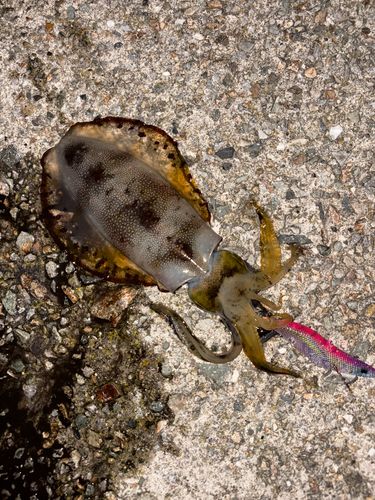 アオリイカの釣果