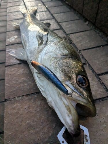 隅田公園魚つり場