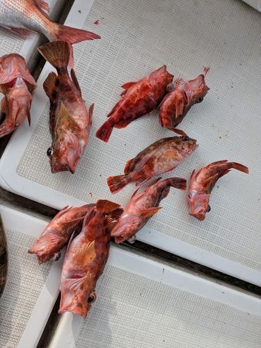 アラカブの釣果