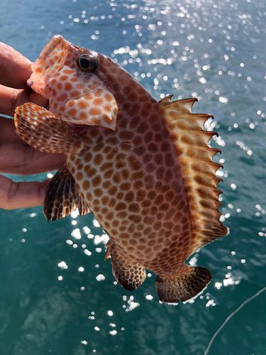 オオモンハタの釣果