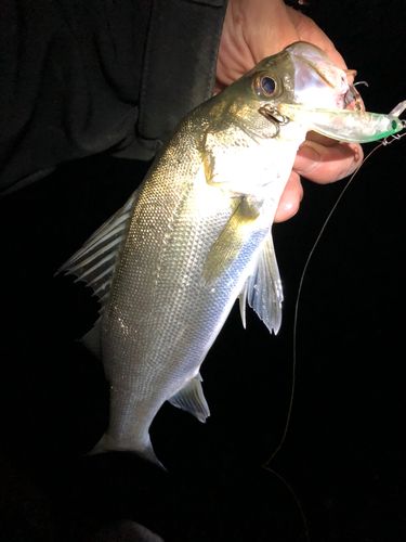 セイゴ(マルスズキ)の釣果
