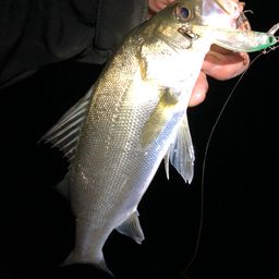 セイゴ(マルスズキ)