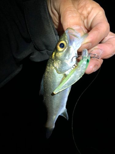 セイゴ(マルスズキ)の釣果