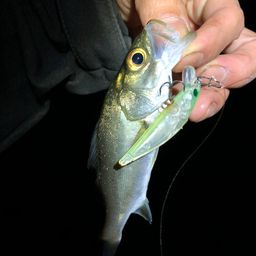 セイゴ(マルスズキ)