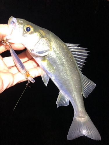 セイゴ(マルスズキ)の釣果