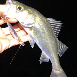 セイゴ(マルスズキ)