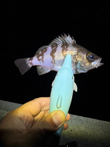 クロメバルの釣果