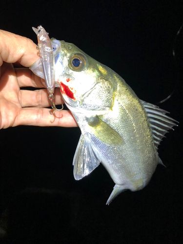 セイゴ(マルスズキ)の釣果
