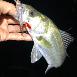 セイゴ(マルスズキ)