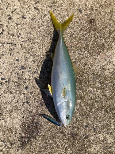 コゾクラの釣果