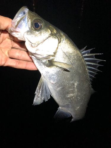 セイゴ(ヒラスズキ)の釣果