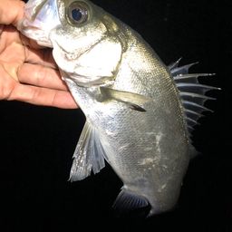 セイゴ(ヒラスズキ)