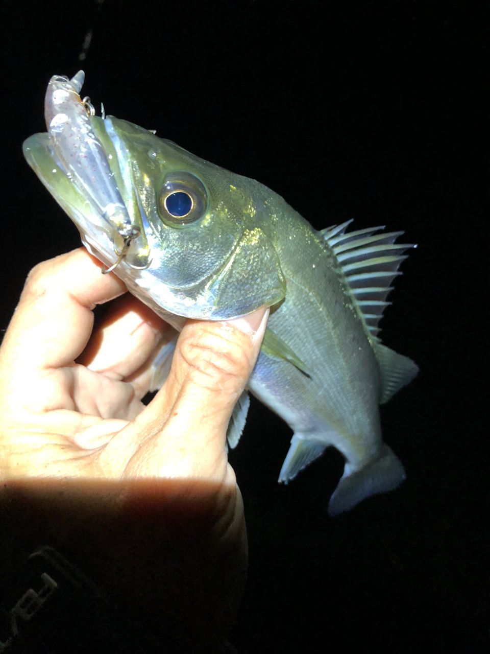 セイゴ(マルスズキ)