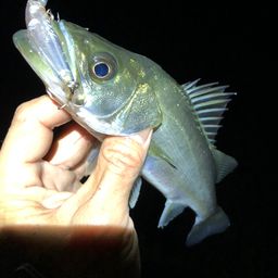 セイゴ(マルスズキ)