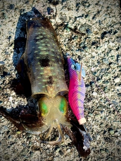 アオリイカの釣果