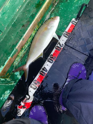 カンパチの釣果