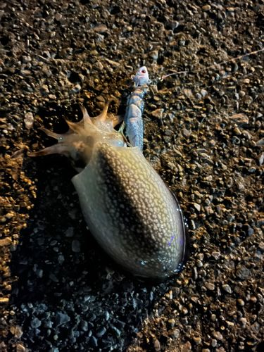 タチウオの釣果