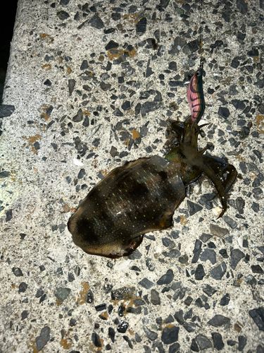アオリイカの釣果