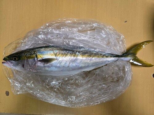 ハマチの釣果