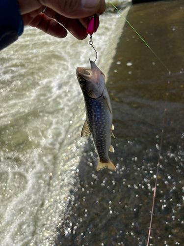 アメマスの釣果