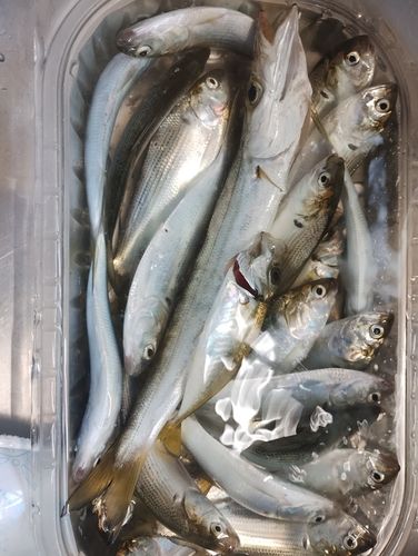 アカカマスの釣果