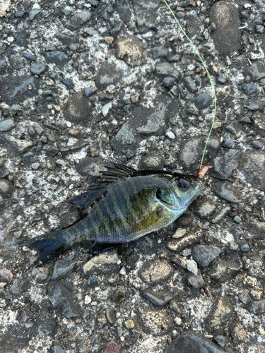 ブルーギルの釣果