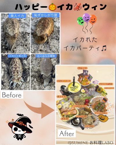 コウイカの釣果