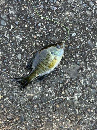 ブルーギルの釣果