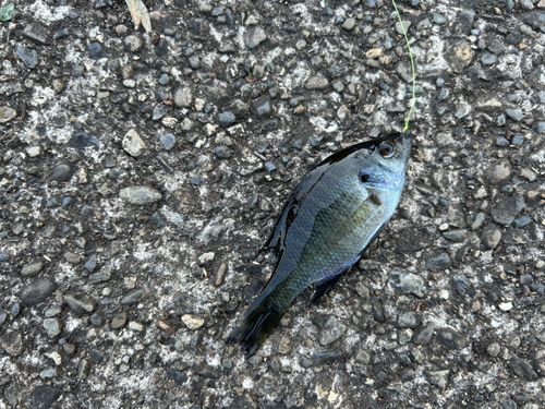 ブルーギルの釣果