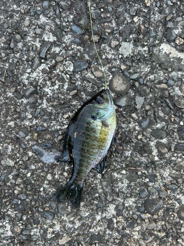 ブルーギルの釣果