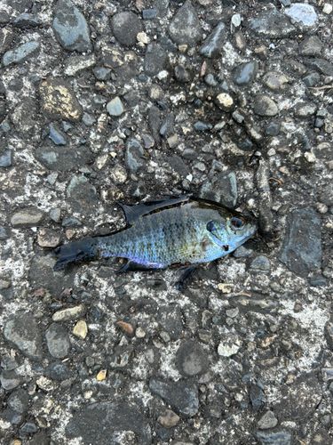 ブルーギルの釣果