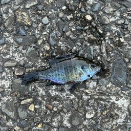 ブルーギル