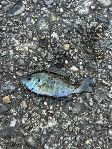 ブルーギルの釣果