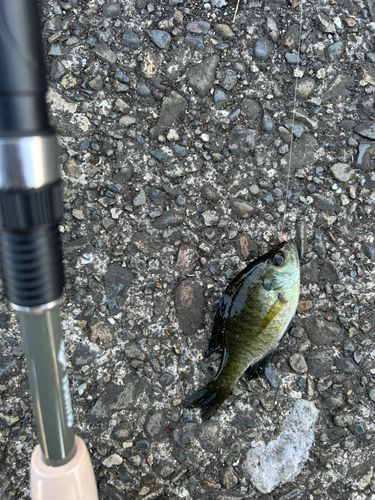 ブルーギルの釣果