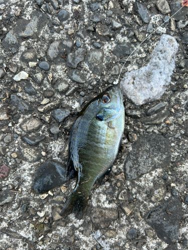 ブルーギルの釣果