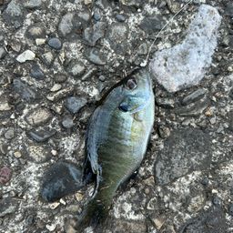 ブルーギル