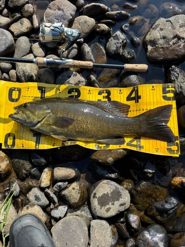 スモールマウスバスの釣果