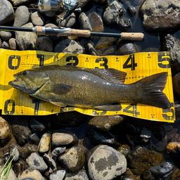 スモールマウスバス