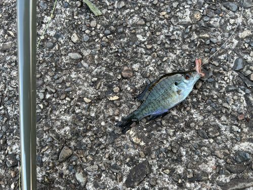 ブルーギルの釣果
